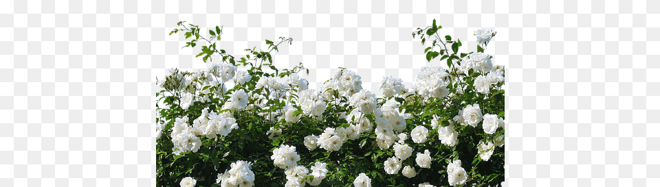 Roses White Roses Nature Blossom Bloom Flower White Rose Plant, Geranium, Petal Free Png Download