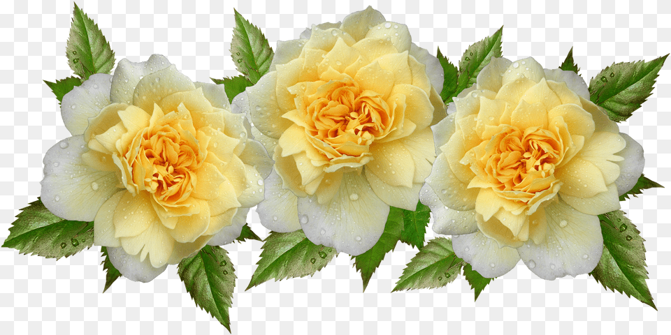 Roses Yellow Flowers Raindrops Arrangementroses Flower, Petal, Plant, Rose, Flower Arrangement Free Transparent Png