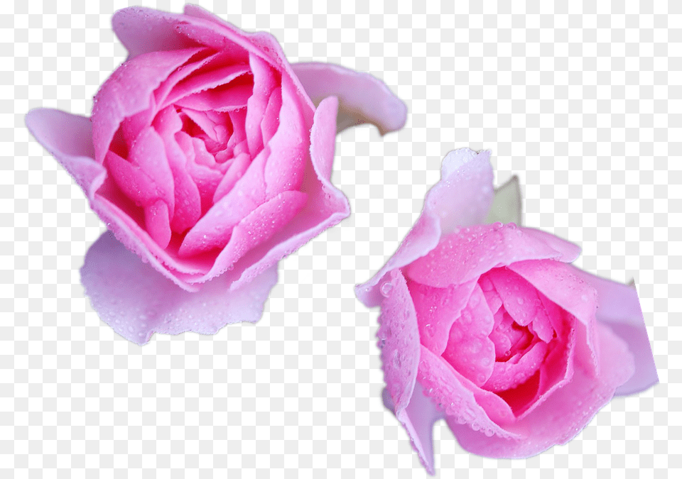 Rosesflowerspringpink Flowerpink Open Free Image From Garden Roses, Flower, Petal, Plant, Rose Png