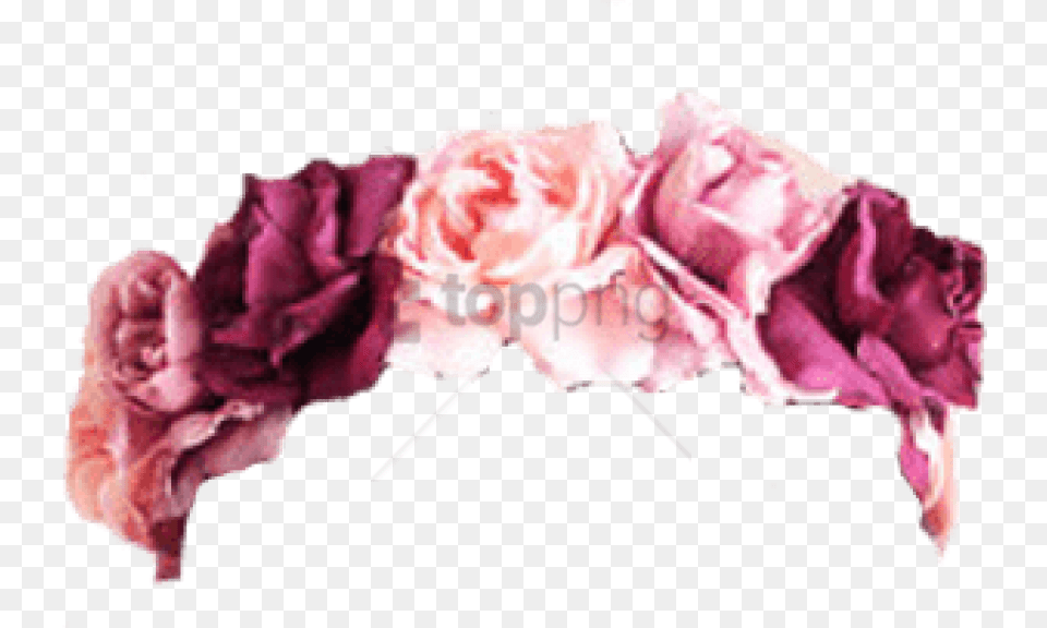 Roseshybrid Tea Roserose Flowersflowering Plantmagentapeony Cute Chibi Gif Girl, Carnation, Flower, Plant, Rose Png