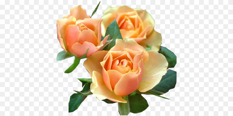 Rosespinkrozerosa Rose Th, Flower, Petal, Plant Png Image