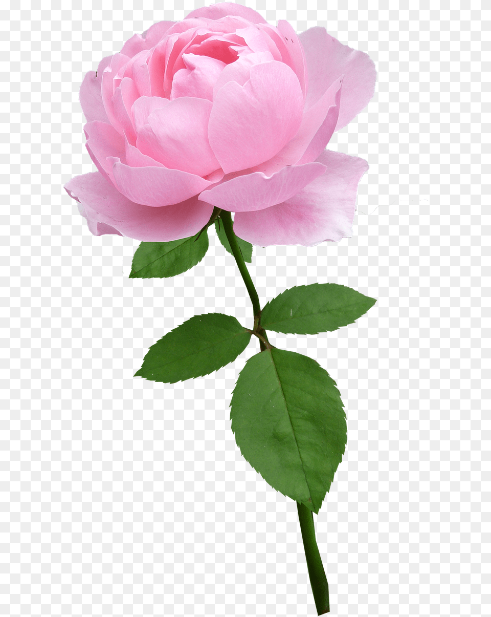 Rosestempale Pinkflowerbloomfree Pictures Flower With Stem Transparent, Plant, Rose Free Png