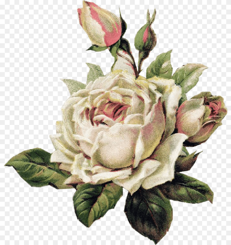 Rosewhite Rosablanca Tumblr Aesthetic Draw White Vintage Floral, Flower, Plant, Rose, Art Png