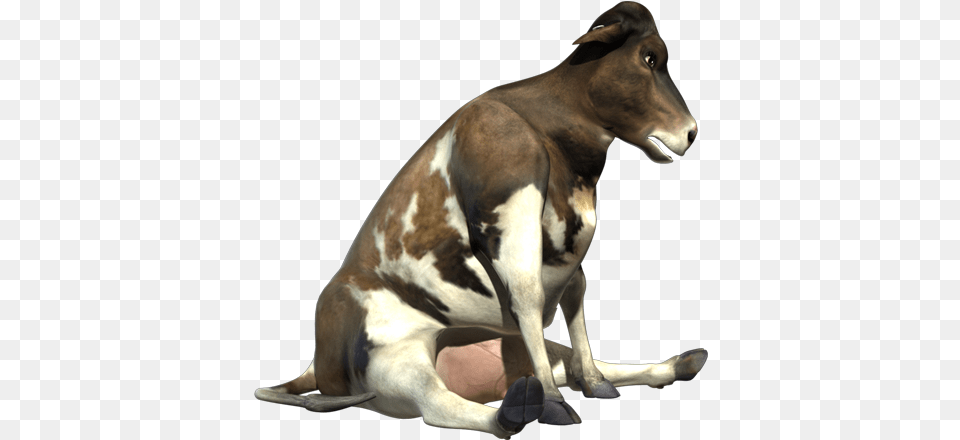 Rosie Sitting 800x450 Sitting Cow, Animal, Cattle, Livestock, Mammal Free Transparent Png