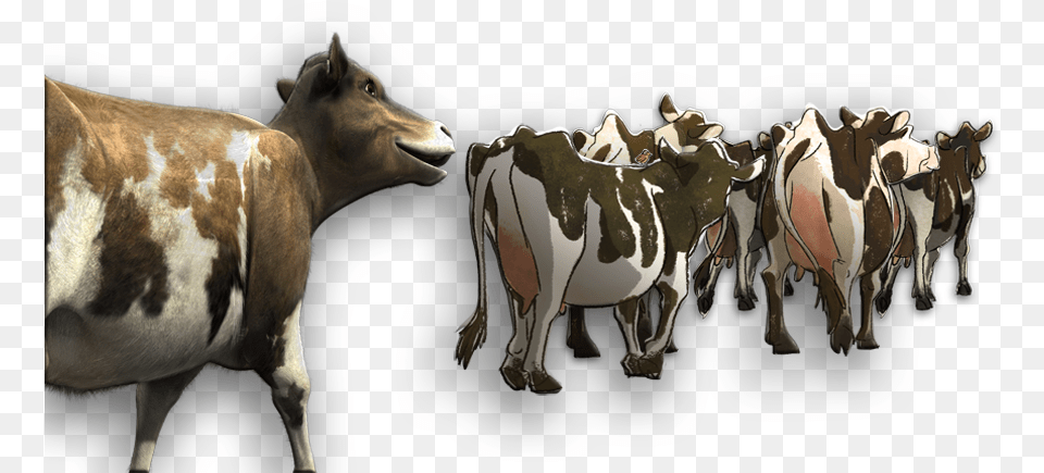 Rosie Withherd, Animal, Cattle, Cow, Dairy Cow Free Png