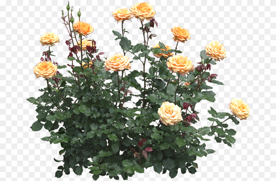 Rosier, Dahlia, Flower, Flower Arrangement, Flower Bouquet Png
