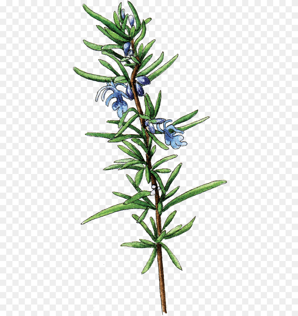 Rosmarinus Officinalis Botanical Illustration, Conifer, Plant, Tree, Flower Png