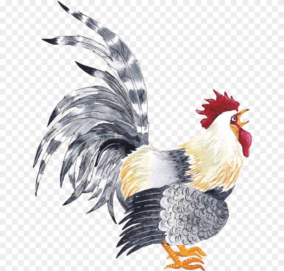 Rosterpng 02 Rooster, Animal, Bird, Chicken, Fowl Free Transparent Png