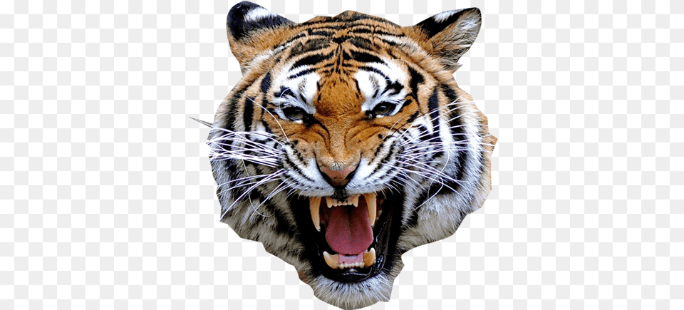 Rosto De Tigre Tiger Angry, Animal, Mammal, Wildlife Png Image