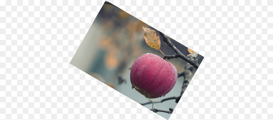 Rotate A Online Tools Apple, Food, Fruit, Plant, Produce Free Png