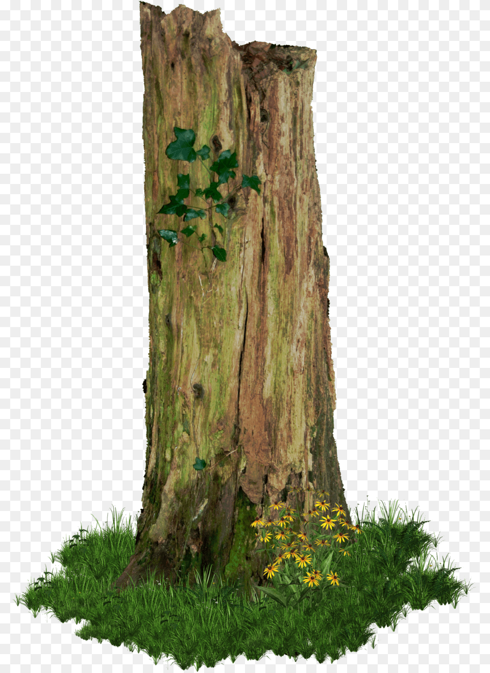 Rotten Old Tree Stump Broken Tree Trunk, Plant, Tree Trunk, Tree Stump Png