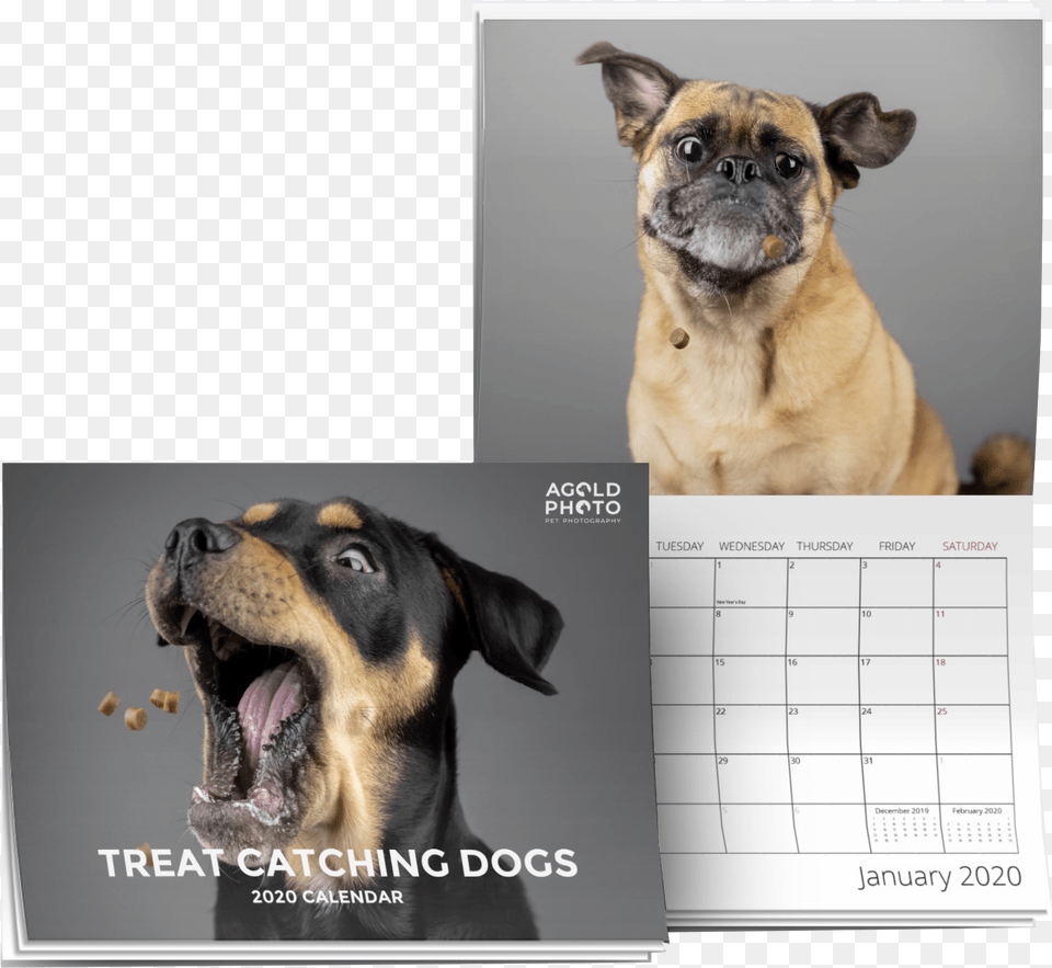 Rottweiler, Animal, Canine, Dog, Mammal Free Png