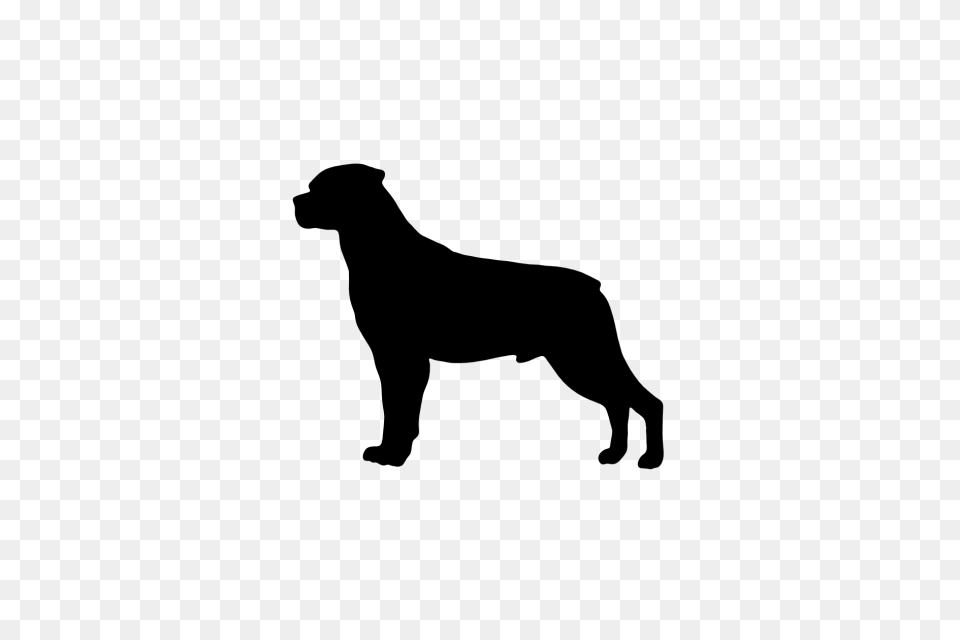 Rottweiler, Gray Free Png