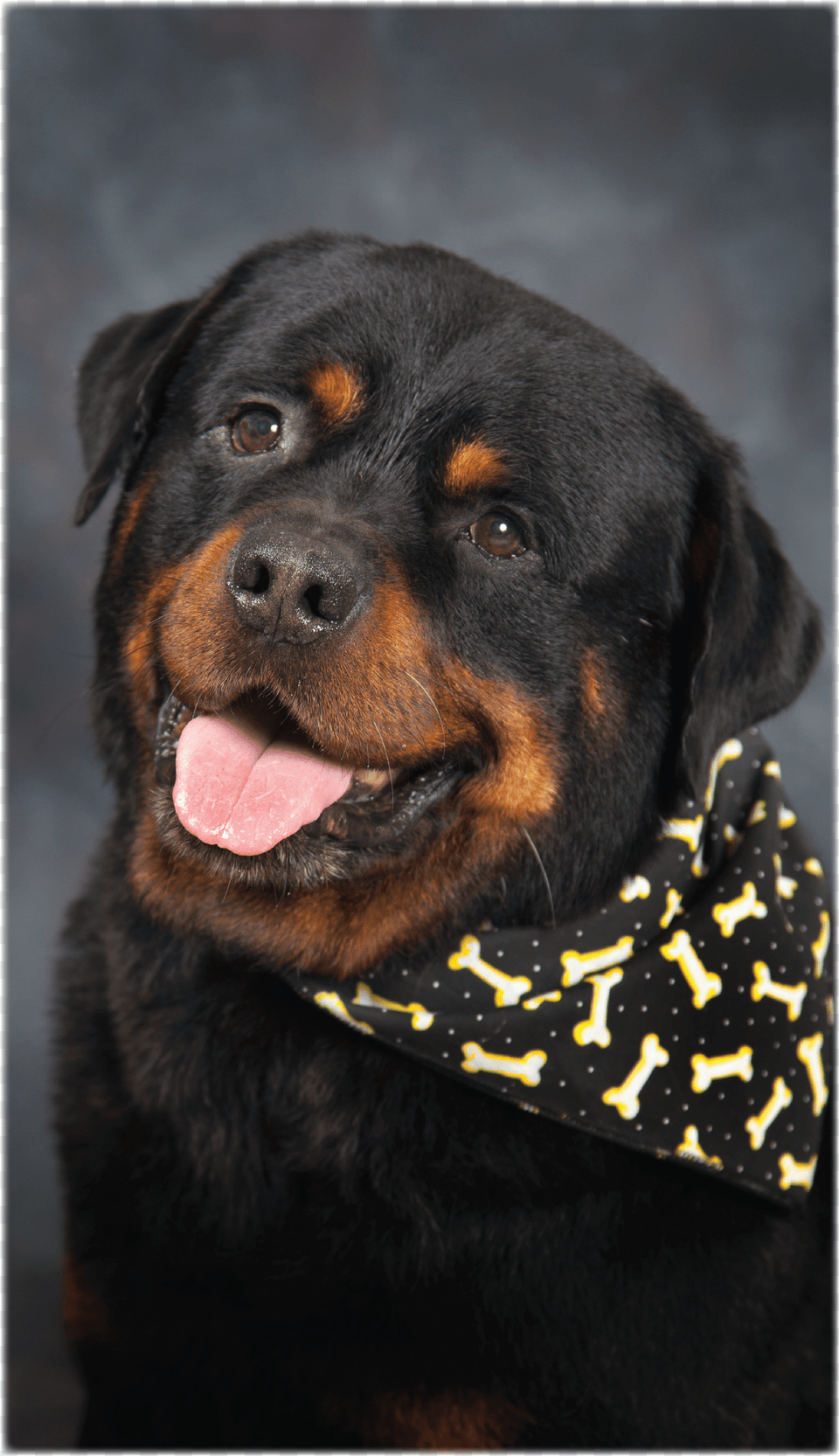 Rottweiler Png Image