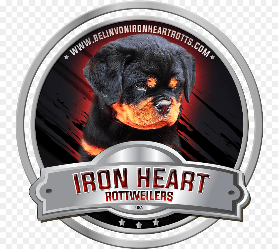 Rottweiler, Animal, Canine, Dog, Mammal Free Transparent Png