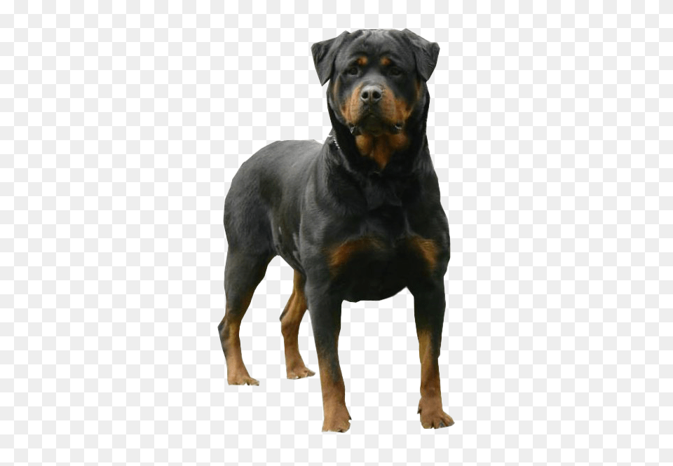 Rottweiler 5 Image Rottweiler, Animal, Canine, Dog, Mammal Png