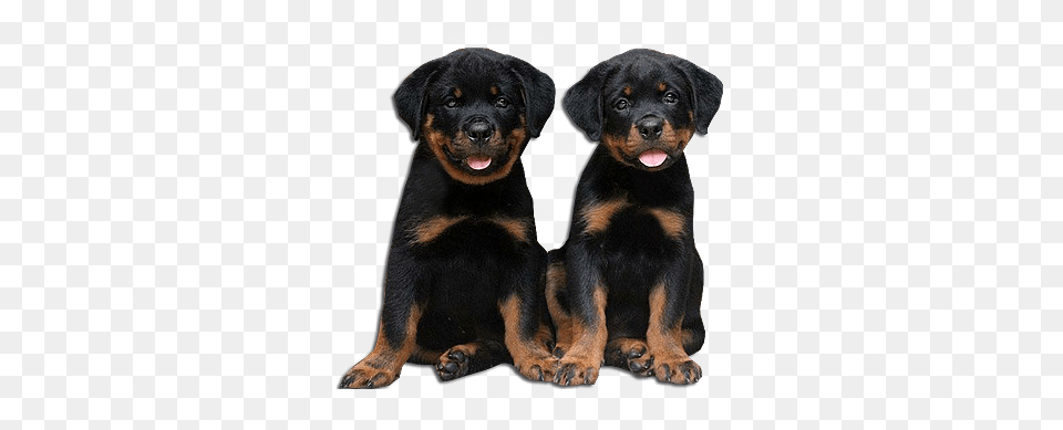 Rottweiler 6 Image Rottweilers, Animal, Canine, Dog, Mammal Free Png