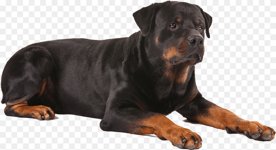 Rottweiler, Animal, Canine, Dog, Mammal Free Png Download