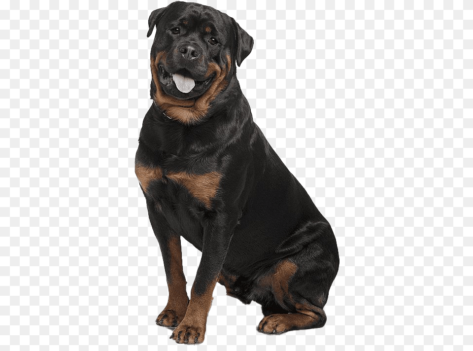 Rottweiler 7 Image German Shepherd Angry And Rottweiler, Animal, Canine, Dog, Mammal Free Transparent Png