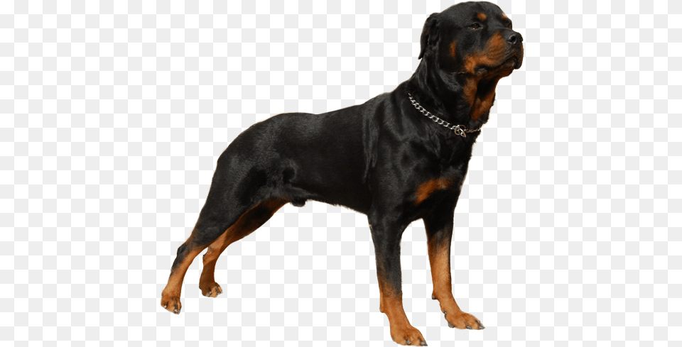 Rottweiler 8 Image Rottweiler, Animal, Canine, Dog, Mammal Free Transparent Png