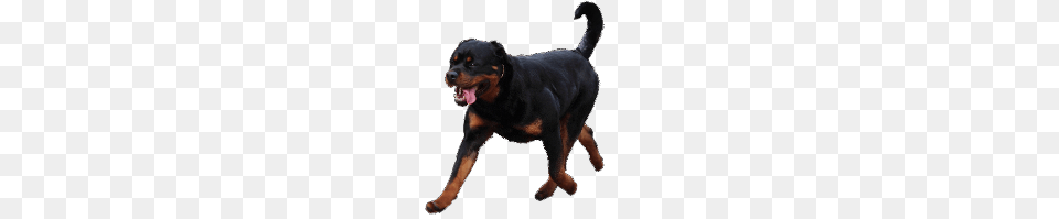 Rottweiler Articles, Animal, Canine, Dog, Mammal Free Transparent Png