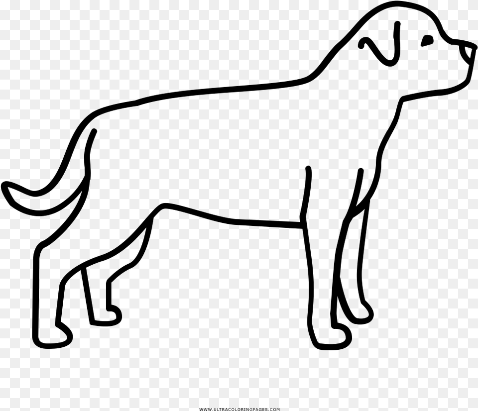Rottweiler Coloring, Gray Free Png