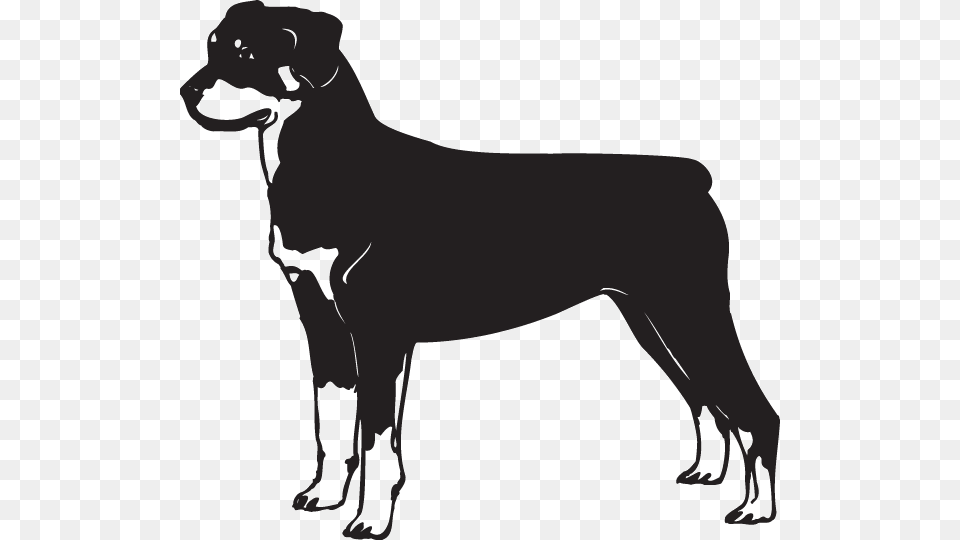 Rottweiler Decal, Stencil, Animal, Canine, Mammal Png