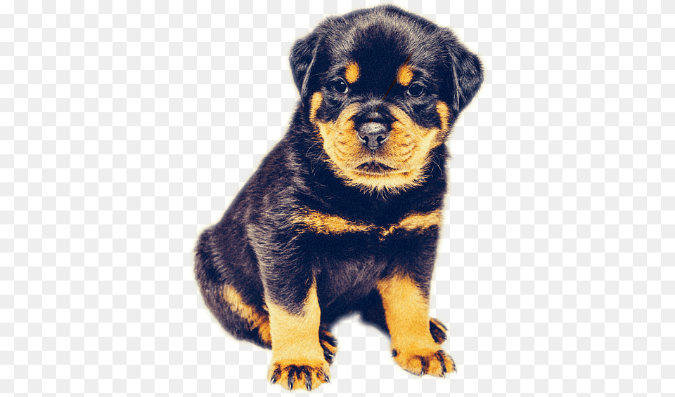 Rottweiler Dog, Animal, Canine, Mammal, Pet Free Transparent Png