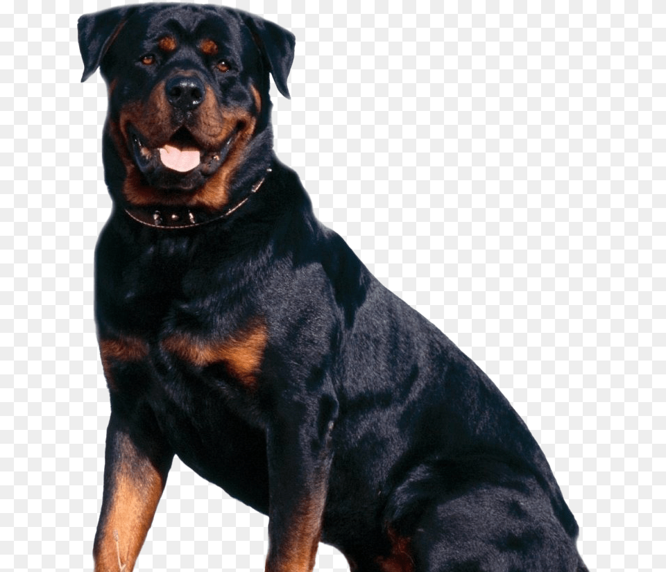 Rottweiler Dog Rottweiler, Animal, Canine, Mammal, Pet Png