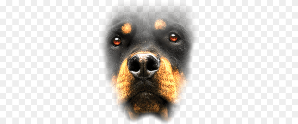 Rottweiler Face Rottweiler Face, Snout, Animal, Canine, Dog Png Image