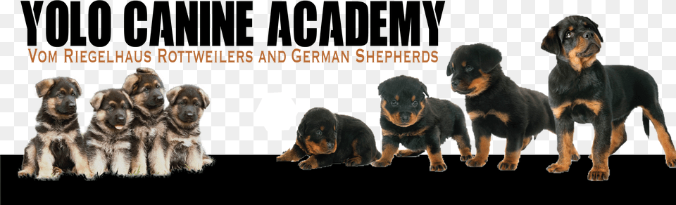 Rottweiler German Shepherd Puppies, Animal, Canine, Dog, Mammal Free Transparent Png