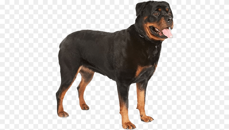 Rottweiler Hd Guard Dog Security, Animal, Canine, Mammal, Pet Png Image