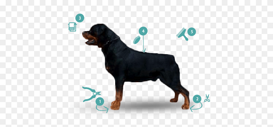 Rottweiler Know Your Breed Dawgz Grooming More, Animal, Canine, Dog, Mammal Png