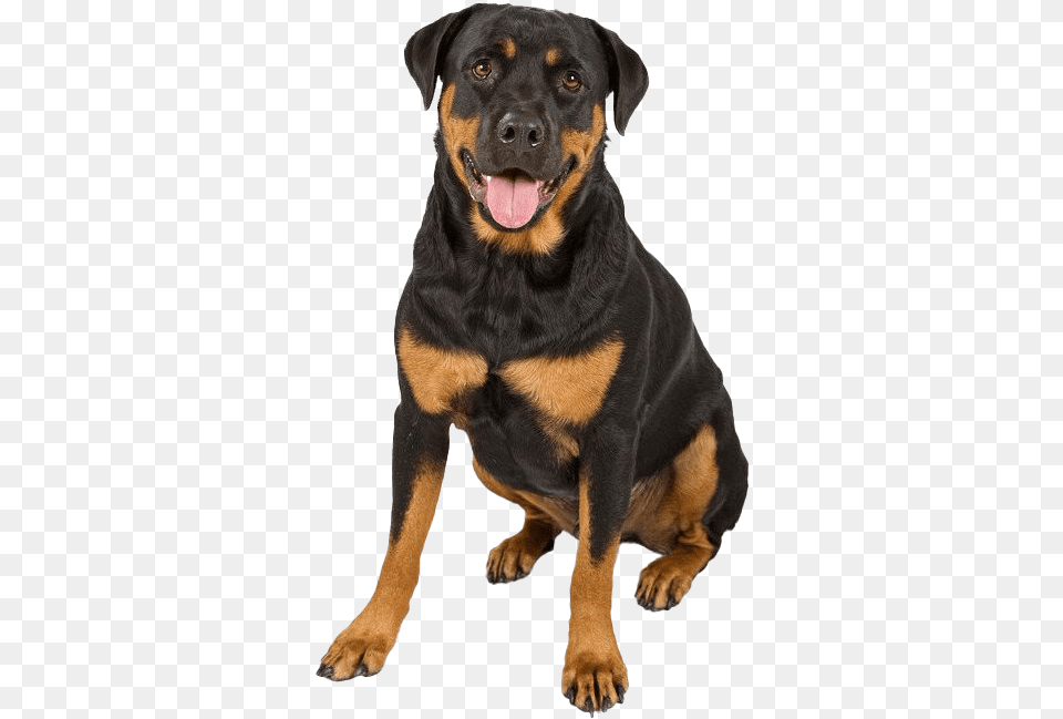 Rottweiler Photo German Rottweiler And German Shepherd, Animal, Canine, Dog, Mammal Png Image