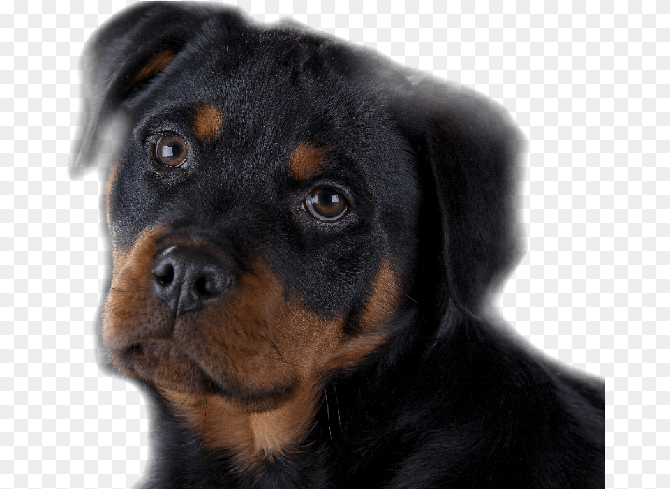 Rottweiler Puppy Training Brisbane Rottweiler, Animal, Canine, Dog, Mammal Free Png Download