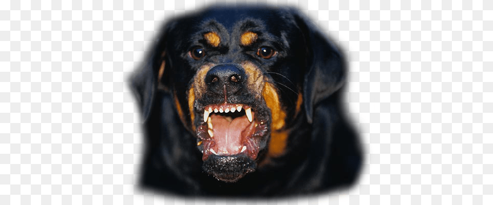 Rottweiler Rottweiler Danger, Animal, Pet, Canine, Dog Free Png Download