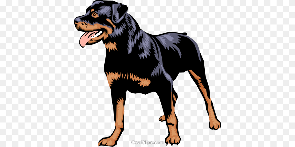 Rottweiler Royalty Vector Clip Art Illustration, Animal, Reptile, Dinosaur, Canine Png Image