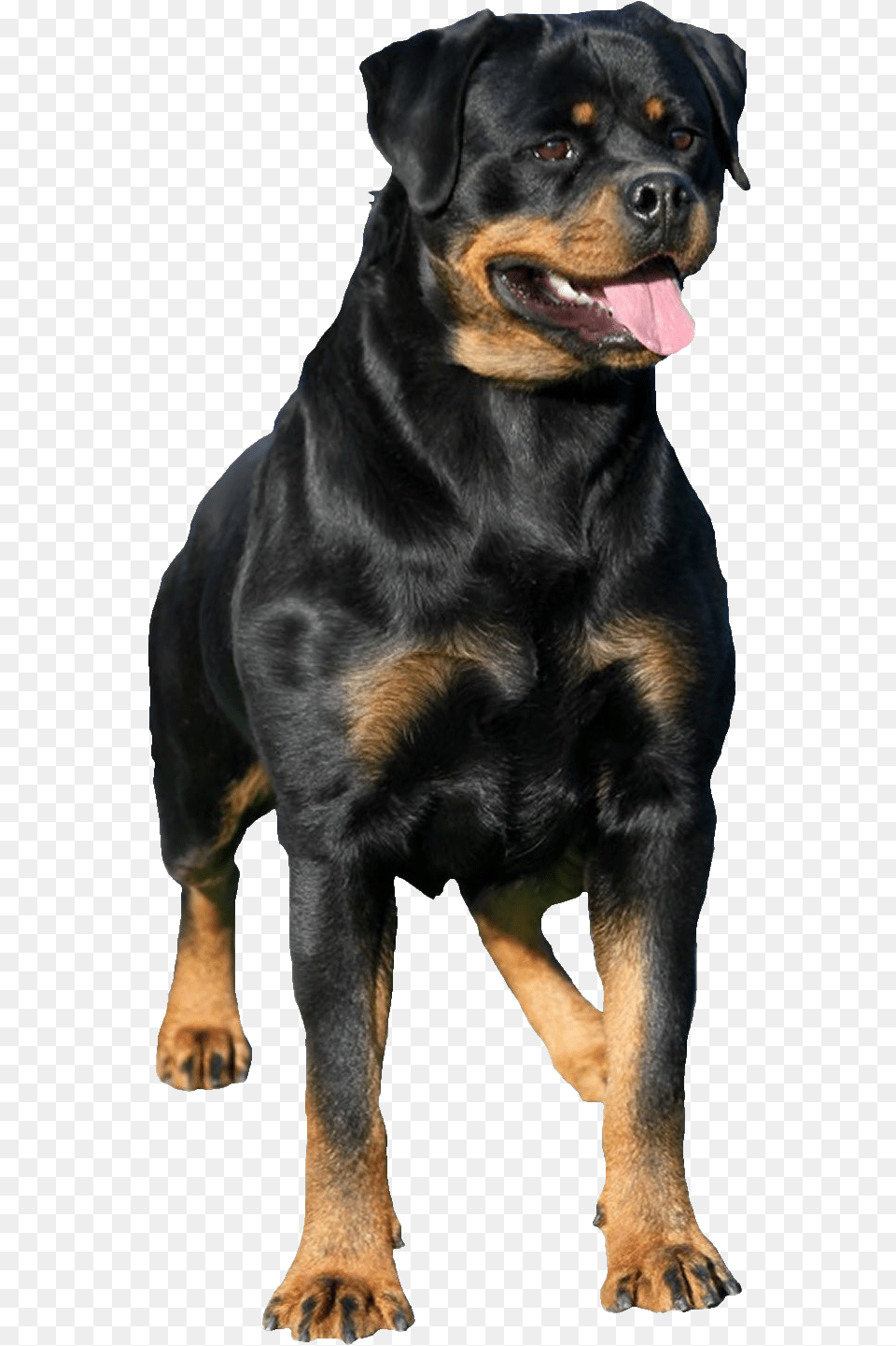 Rottweiler Transparent Images Rottweiler, Animal, Canine, Dog, Mammal Png Image