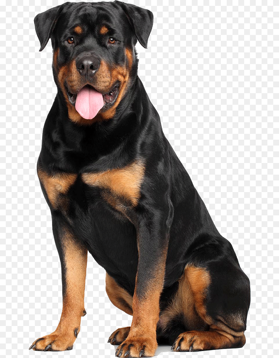 Rottweiler White Background, Animal, Canine, Dog, Mammal Png