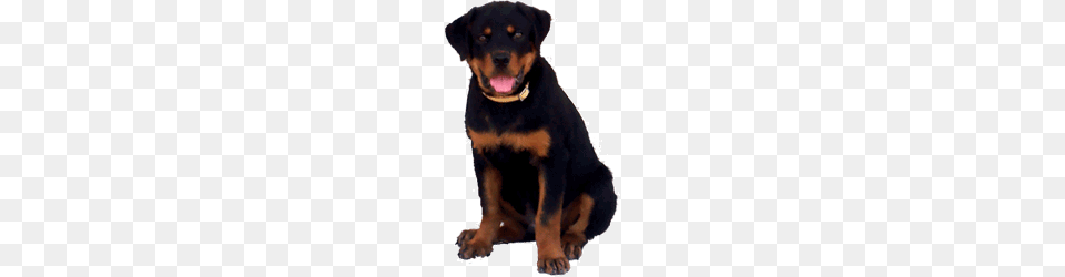 Rottweilers Online, Animal, Canine, Mammal, Pet Free Png Download
