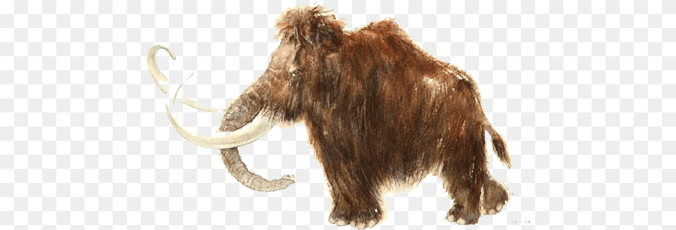 Rouffignac Cave Woolly Mammoth African Elephant Stone Elephant, Animal, Cattle, Livestock, Mammal Free Transparent Png