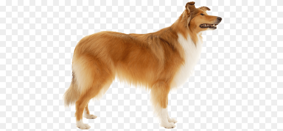 Rough Collie Medium Hair, Animal, Canine, Dog, Mammal Free Png Download