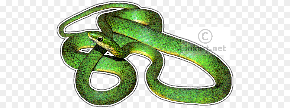 Rough Green Snake Decal Rough Green Snake Art, Animal, Reptile, Green Snake Png