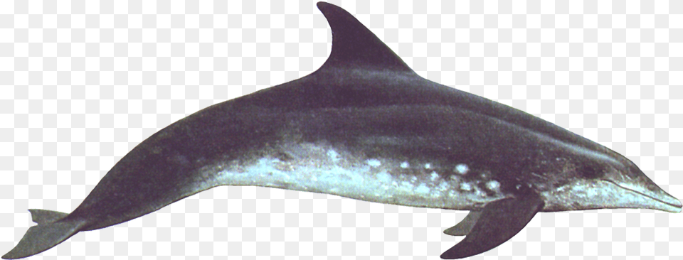 Rough Toothed Dolphin Rough Toothed Dolphin, Animal, Mammal, Sea Life, Fish Png