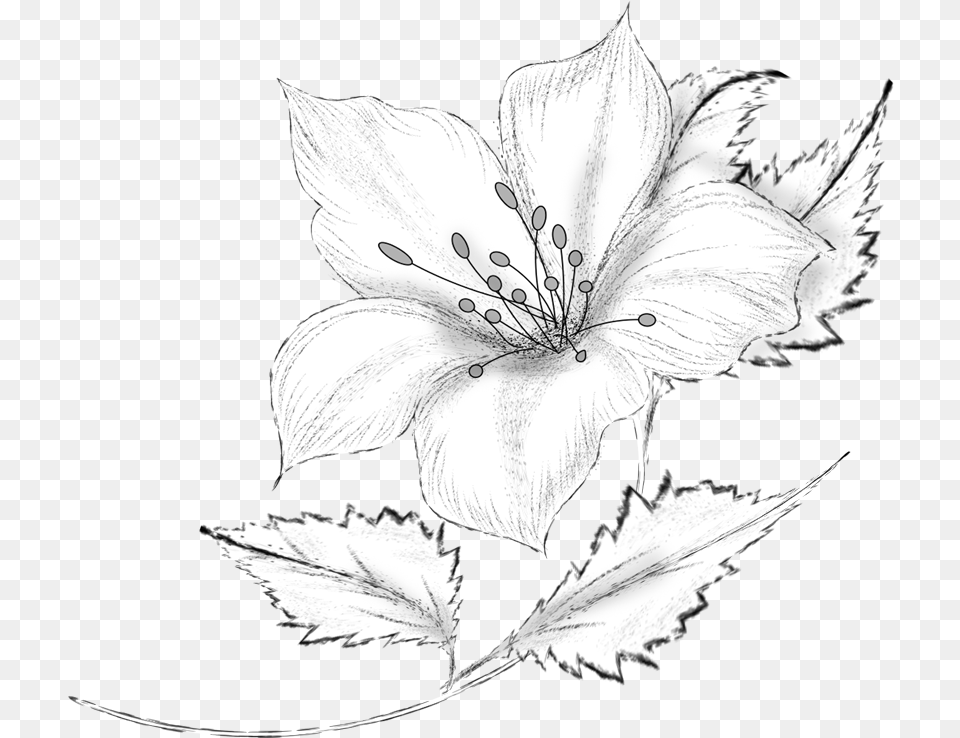 Roula Kantaridou Flowers Vector Flower Pencil Sketch, Art, Plant, Drawing, Animal Png