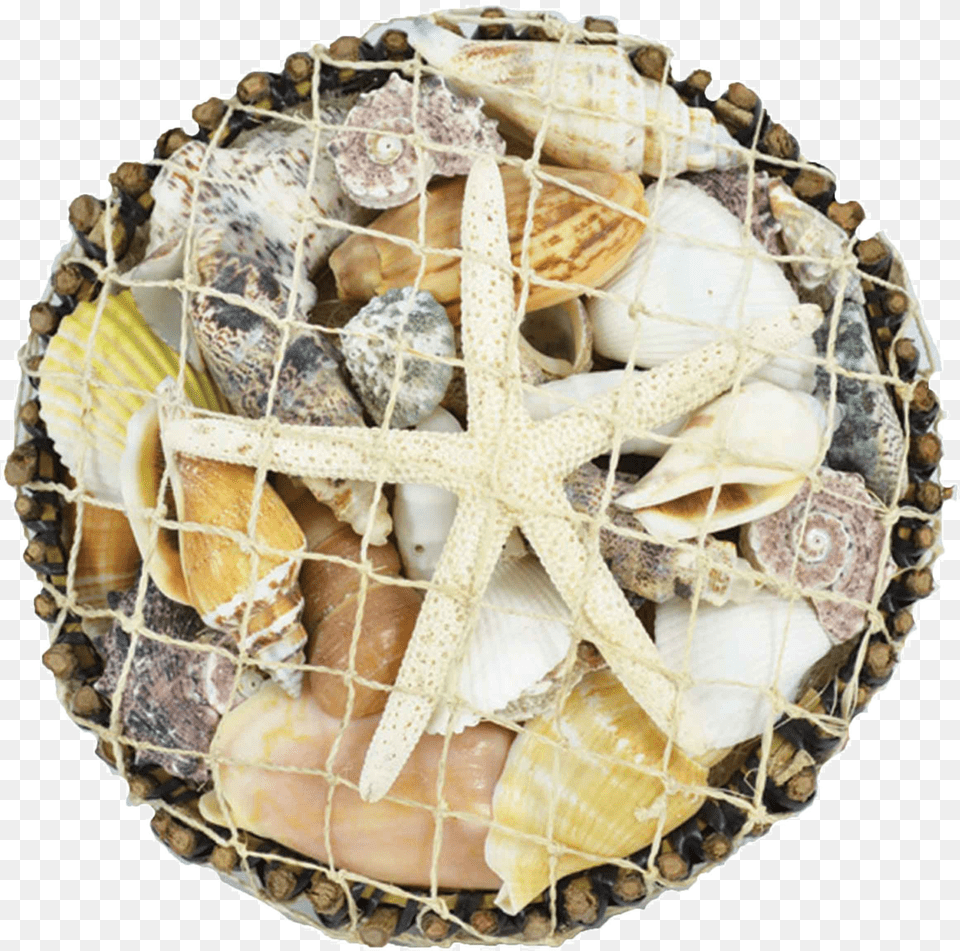 Round Botay Shell Pack Amp White Star Starfish, Animal, Clam, Food, Invertebrate Free Png Download