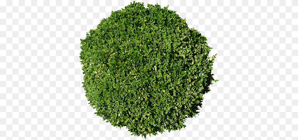 Round Bush, Plant, Vegetation, Potted Plant, Tree Free Png Download