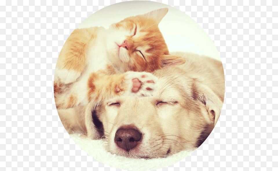 Round Dog And Cat Sleeping Cat And Dog, Photography, Animal, Pet, Mammal Free Transparent Png