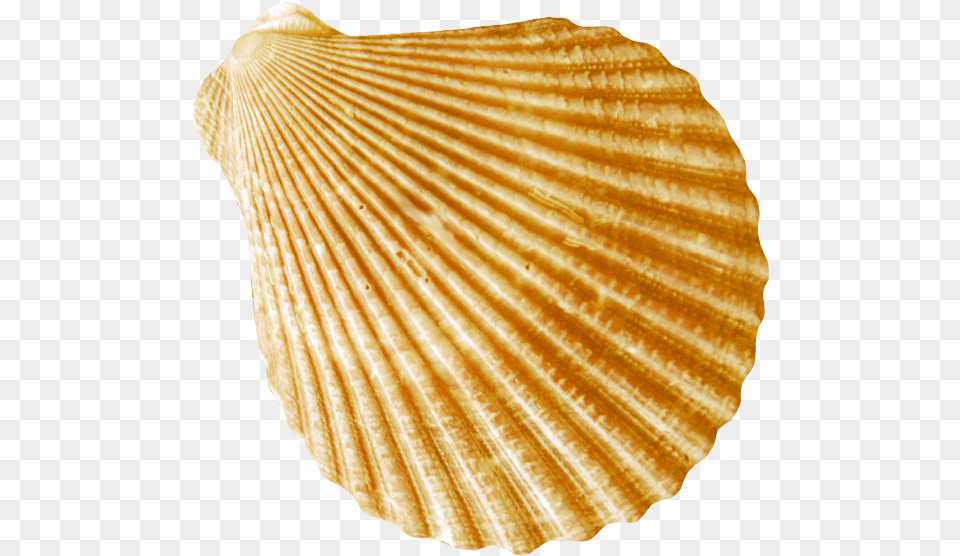 Round Flat Gold Striped Conch Images Rakushki Morskie, Animal, Clam, Food, Invertebrate Free Transparent Png