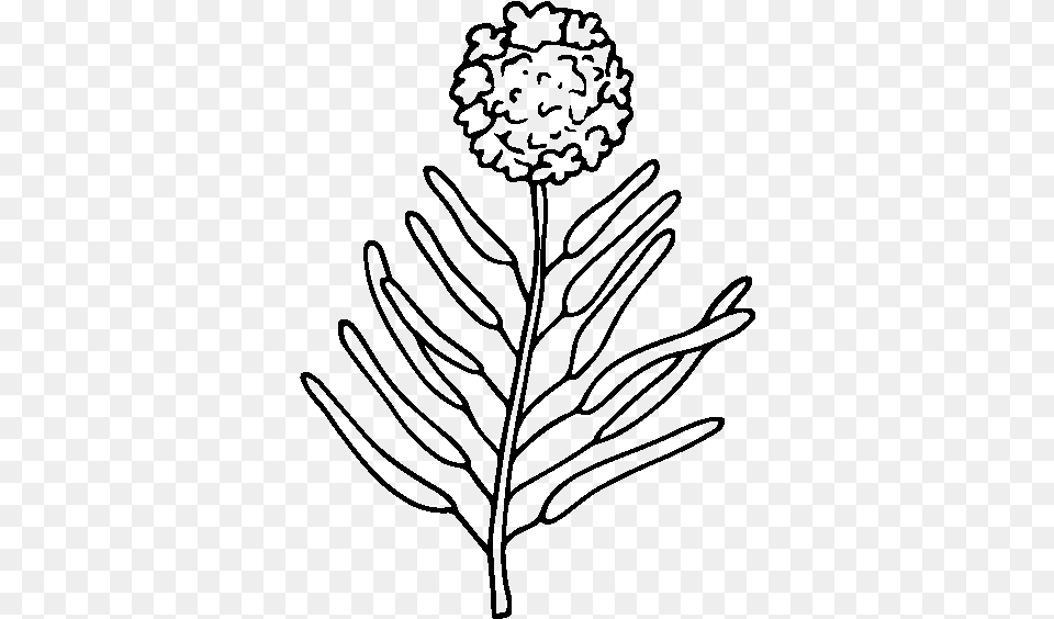 Round Flower Line Art, Gray Png Image